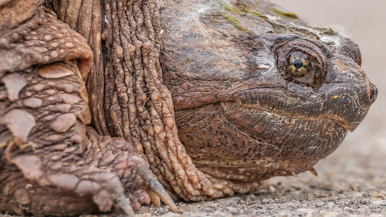 Cutest Snapping Turtle in Winona, Minnesota