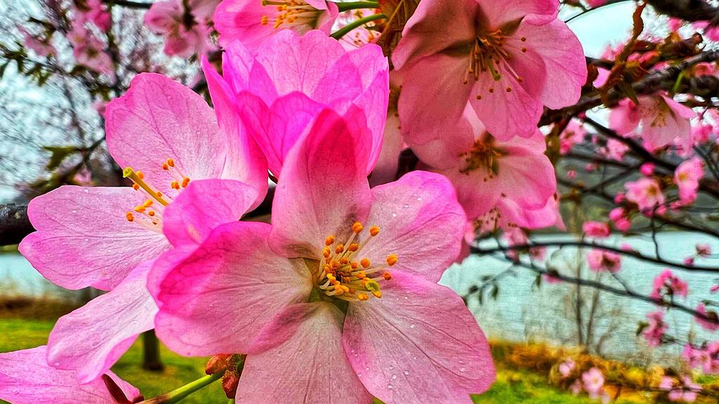 Winona's Friendship Cherry Blossoms