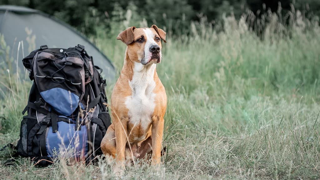 How to Camp with a Dog