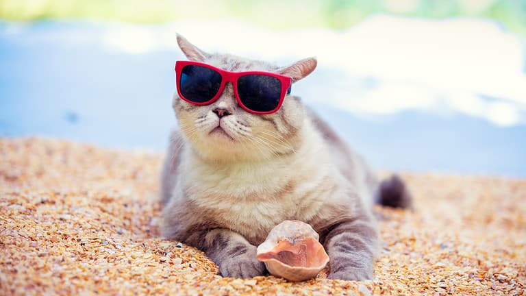 Cat wearing sunglasses, holding a shell and hanging out on the beach. Planning a getaway or roadtrip? Learn how to travel with a cat so you can bring your furball along for the ride!