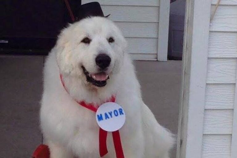 Minnesota Dog Mayor