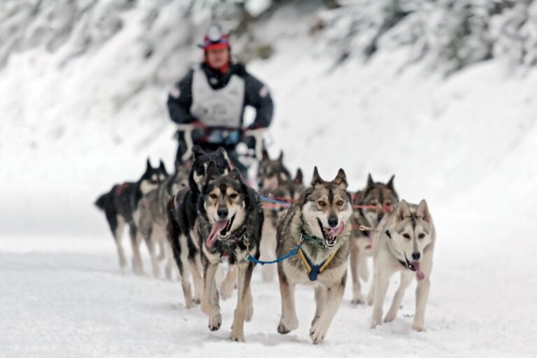 Explore the thrilling world of dog sledding in Northern Minnesota and journey through its rich history and enduring legacy!