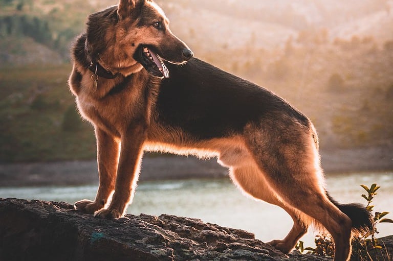 A proud German Shepherd standing tall. Lux: America's First Guide Dog - A Minnesota Tale of Compassion and Innovation