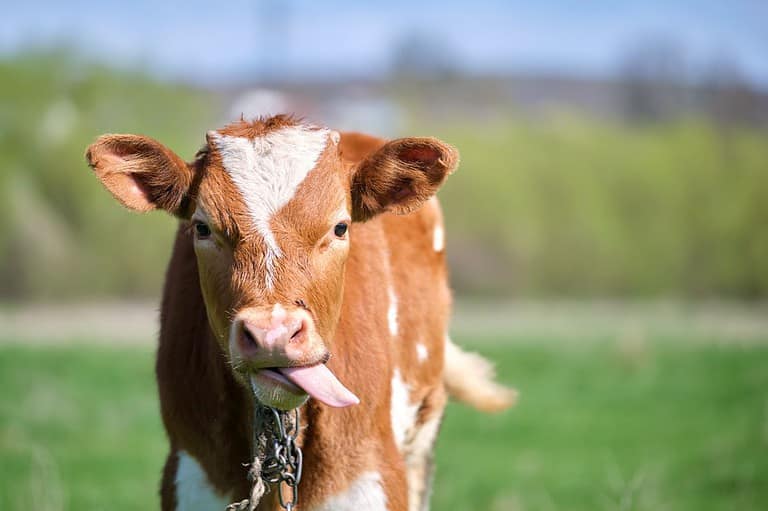 A cow sticks out its tongue in this silly picture. Maybe she's laughing at Wisconsin's quirky laws!