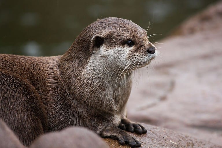 Cute otter on a riverbank in Winona, MN