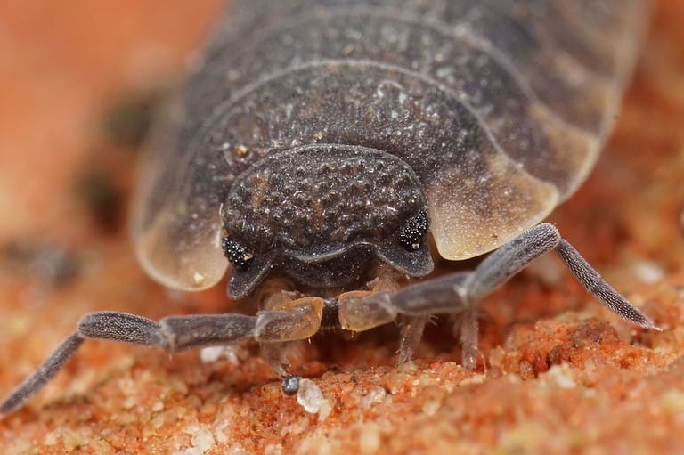 Chicago is the worst city in the US for bed bugs. Macro lens close up of a bed bug.