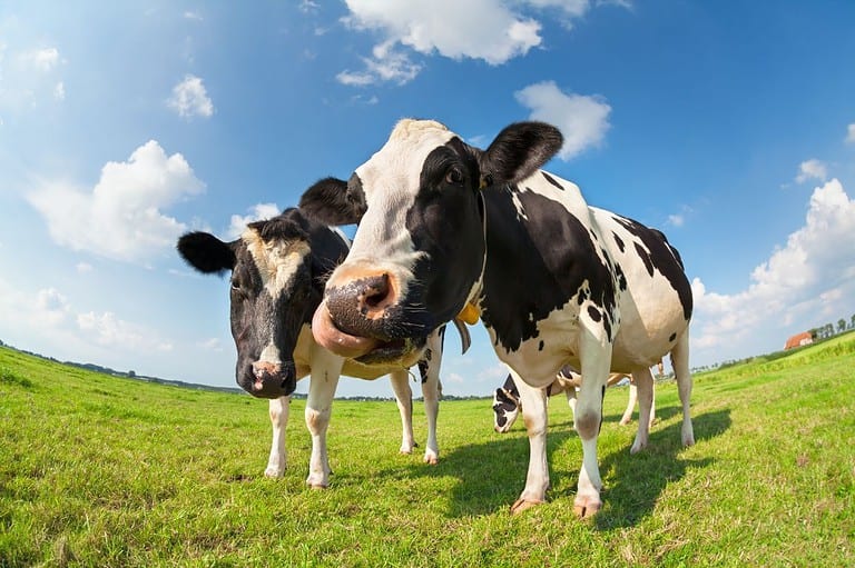 Funny looking cows in a grassy field on a bright summer day. Discover how Northfield, Minnesota is blending tradition with innovation in their new city slogan, "Cows, Colleges, and Community"!