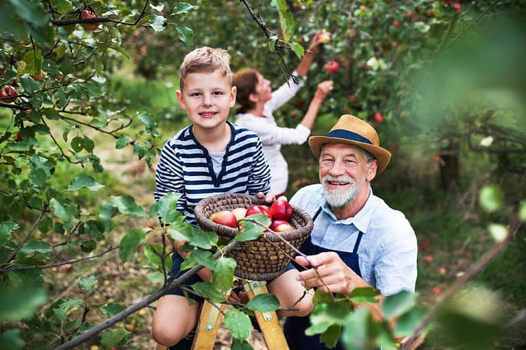 A grandpa helps his grandson reach an apple on a tree. The mother can be seen picking apples in the background. Apple picking is so much fun in Minnesota! Check out these 5 must-visit orchards for a perfect day out with your loved ones.