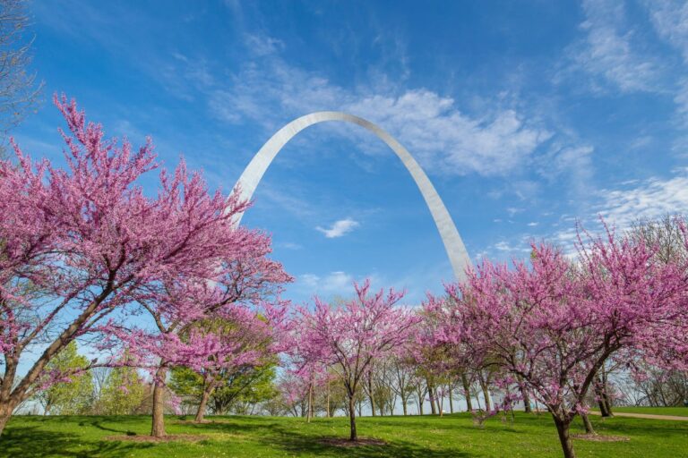 St. Louis Arch with cherry blossom trees on a spring day. Planning a trip to St. Louis? This is what NOT to do during your visit! Get insider tips and make the most of your Midwest adventure.