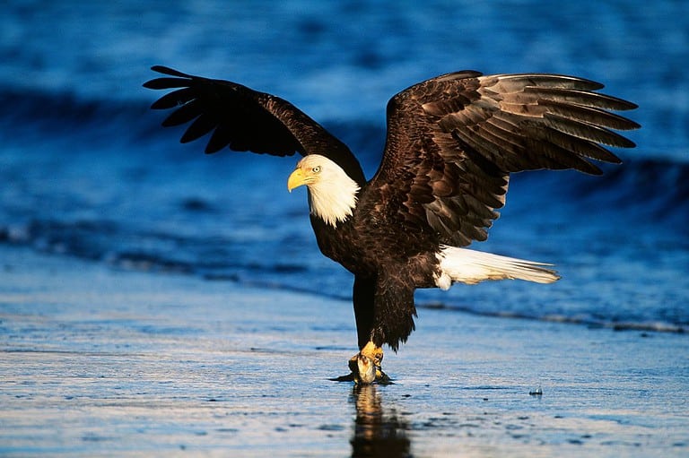Bald eagle landing on Mississippi River near La Crosse, Wisconsin. Attention bird lovers! The bald eagles are putting on a show along the upper Mississippi River, and you won't want to miss it!