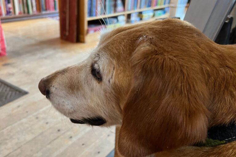 Reveler the dog who lives at Fair Trade Books in Red Wing, MN.