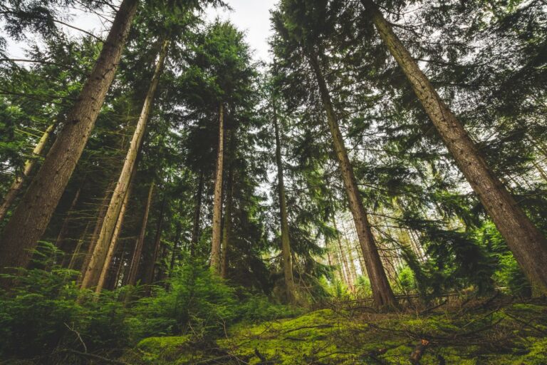 Trees in the Lost 40. Discover the magic of Minnesota's Lost 40 – a stunning, untouched forest saved by a lucky mapping mistake!