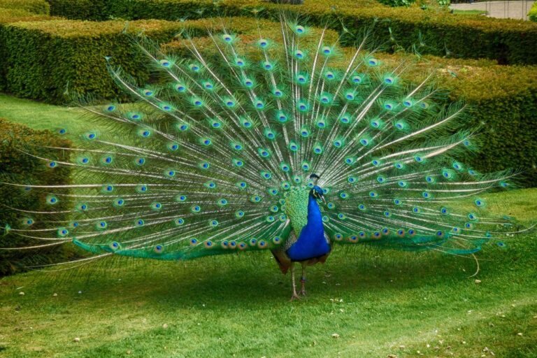 Fancy peacock strutting its stuff. Get lost in the beauty of Ramsey Park, Minnesota's hidden gem! Explore hiking trails, waterfalls, and even a free zoo!
