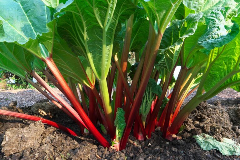 Rhubarb growing in a garden. Get ready for a tart-tastic time at the Lanesboro Rhubarb Festival! Wacky contests, delicious treats, and more rhubarb than you can handle!