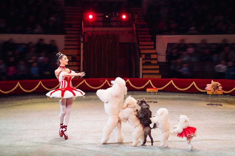 Circus performer with trained poodle dogs. Embark on a cultural odyssey through Wisconsin's heartland with these must-try adventures that are fun for the whole family!