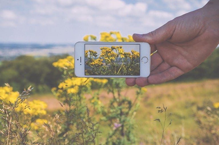 Photo of flowers in a Minnesota field taken with iPhone. You won't believe the stunning travel photos you can capture using just your iPhone! Get tips for leveling up your own mobile photography.