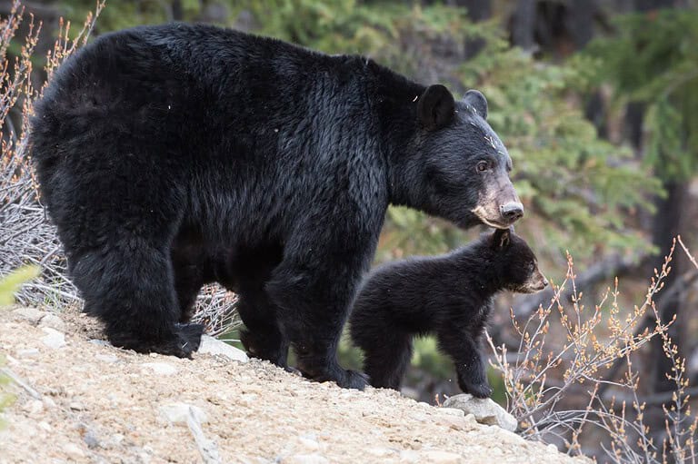Black bear mother and her cub. Black bears are making a comeback in southeast Minnesota! Learn about their return and how to live alongside these amazing animals.