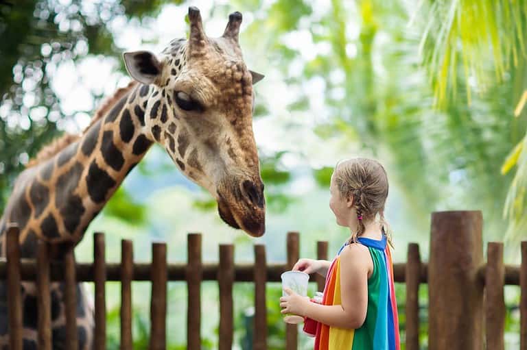 Girl visits giraffe at zoo in Springfield, MO. From outdoor adventures to cultural treasures and mouthwatering eats, there's something for everyone in this charming Midwest destination.
