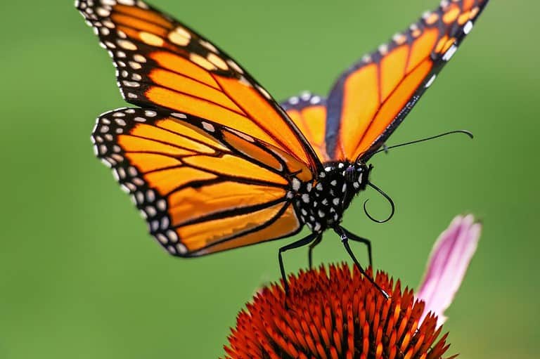 Close-up of monarch butterfly on a flower. Discover a world of fluttering beauty at the Badger State's largest butterfly house and maze! Butterfly Gardens of Wisconsin is a must-visit!