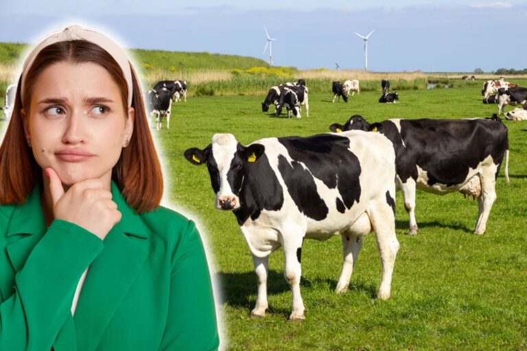Woman looks confused, cows like content. Discover the rich history behind Wisconsin's famous nickname, "America's Dairyland"! From cheese to cows, we've got the scoop.