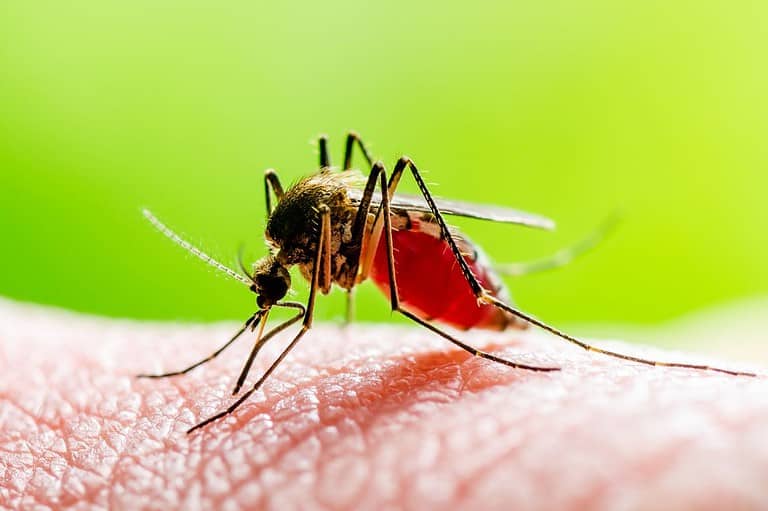 Mosquito biting a man's finger. Say goodbye to mosquitoes and hello to a bite-free summer in the Midwest with these amazing mosquito-repelling plants!