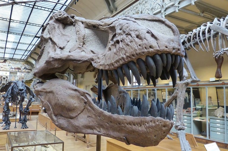 Large dinosaur skull at an Ohio museum. Grab your family and friends! Embark on an unforgettable journey through Ohio's most captivating educational attractions!