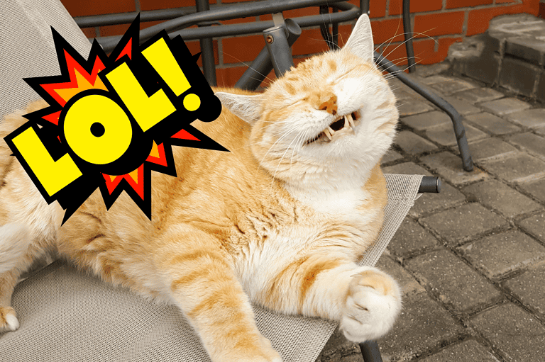 Need a laugh? Check out our ultimate collection of the funniest animal jokes and get ready to laugh your tail off!