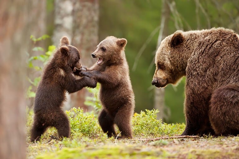 Bears in Ely, Minnesota. Discover the untamed beauty and adventure that awaits in Ely, Minnesota - the ultimate gateway to the great outdoors!