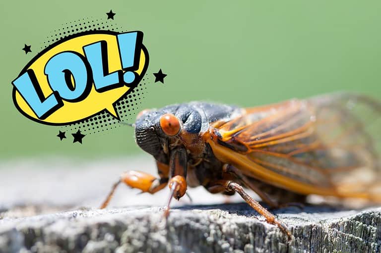 Cicada telling a joke saying LOL. Is that buzzing sound driving you crazy? The remedy: laugh your thorax off with our collection of the best cicada jokes!