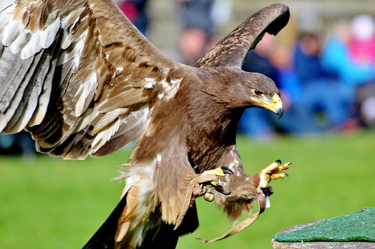 Bird at The Raptor Center at the University of Minnesota. Uncover the best of Minneapolis with these fun and educational attractions that will ignite your curiosity and create unforgettable memories!