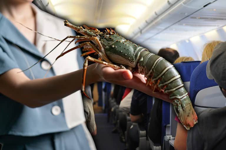 Woman with pet lobster on a plane. Pack your bowling ball! You won't believe the weird items TSA allows on planes, from kitchen appliances to live animals!