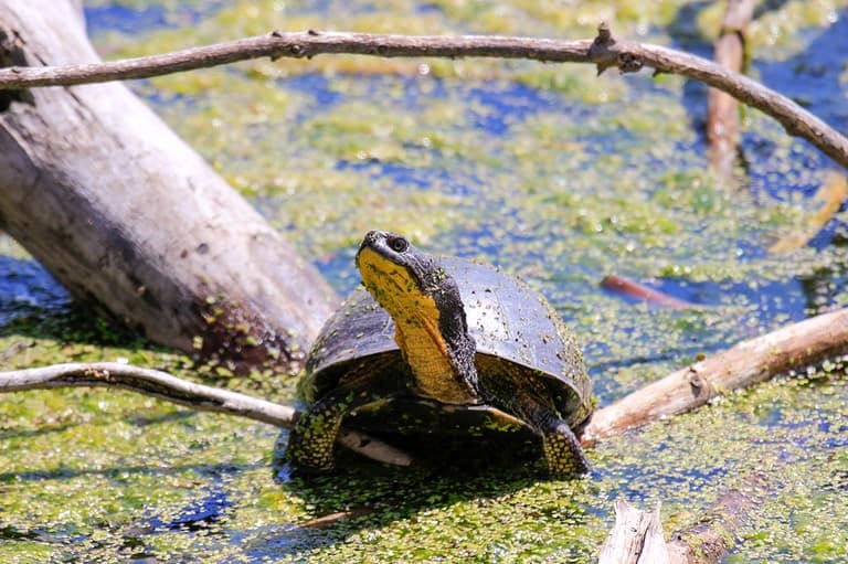 Blanding's turtle in Minnesota lake. This is Minnesota's proposed State Reptile. Discover how you can contribute to the conservation of this threatened species!