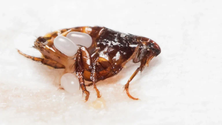Just when you thought it was safe to board a plane, bedbugs make a shocking debut in the skies! Are you at risk?